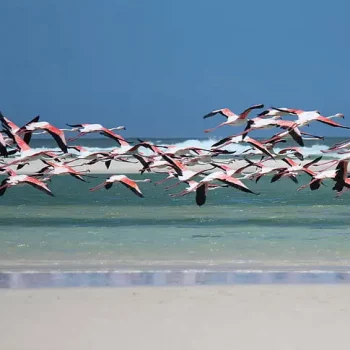 flamingo-beach-sea-south-africa-preview Kitesurfing in the Yucatán